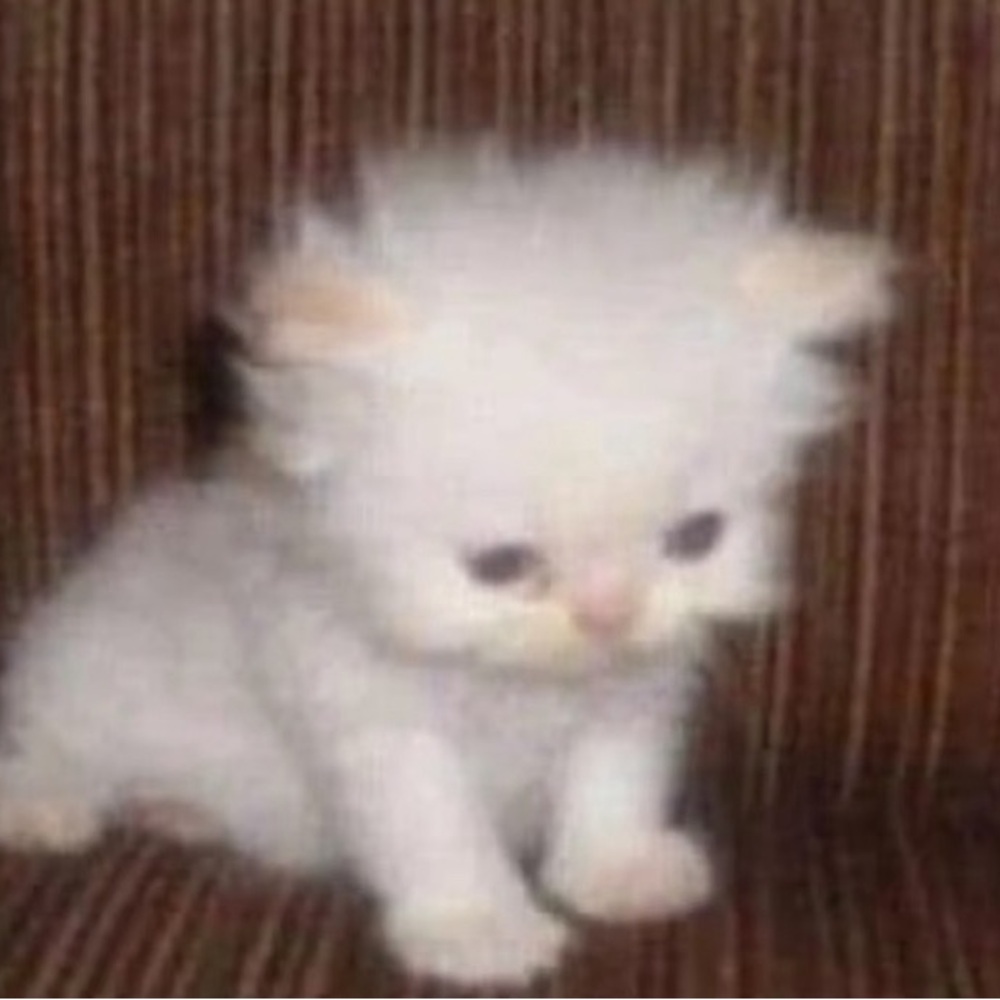 Meet your Posher, Claire